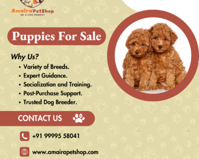 Teacup-Poodle-Puppies-Toy-poodle-puppies-Amaira-pet-shop-Order-now