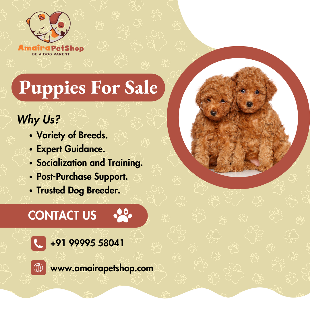 Poodle Dog Breeder | Amaira Pet Shop
