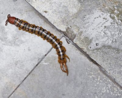 Aakash – Pest Control for Residential & Commercial, Best Pest Control Service in Ghaziabad, Uttar Pradesh