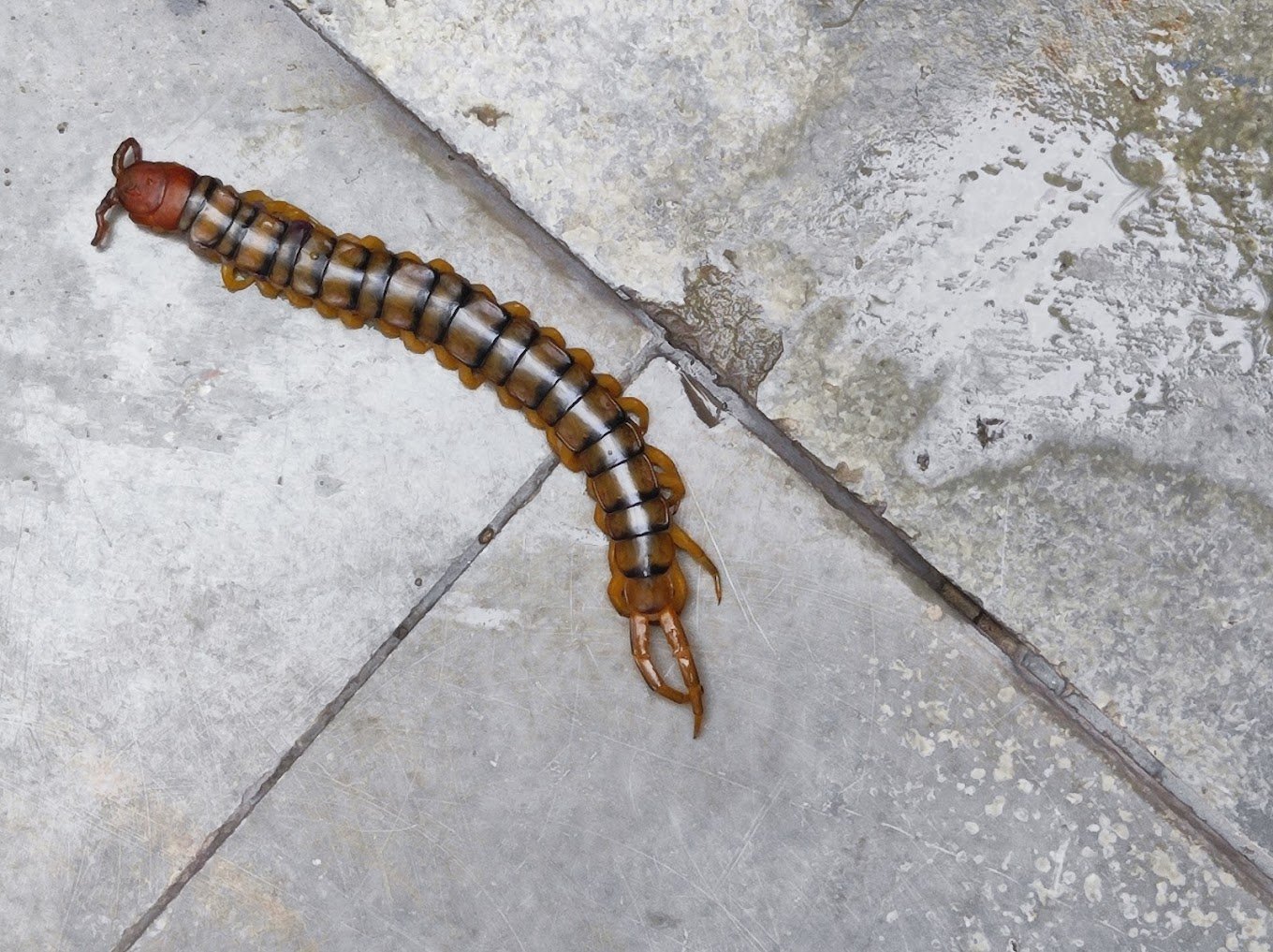 Aakash – Pest Control for Residential & Commercial, Best Pest Control Service in Ghaziabad, Uttar Pradesh