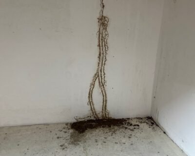 Agro – Pest Control for Residential & Commercial, Best Pest Control Service in Gurugram, Haryana