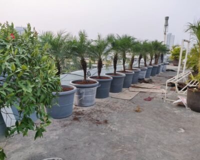 ApnaMali Gardening Services – Online Gardeners in Mumbai, Maharashtra