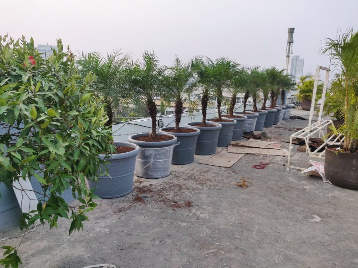 ApnaMali Gardening Services – Online Gardeners in Mumbai, Maharashtra