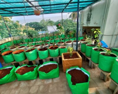 Chennai Terrace – Gardener online in Chennai, Tamil Nadu