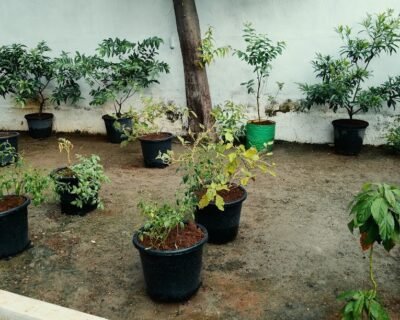 Chennai Terrace – Gardener online in Chennai, Tamil Nadu