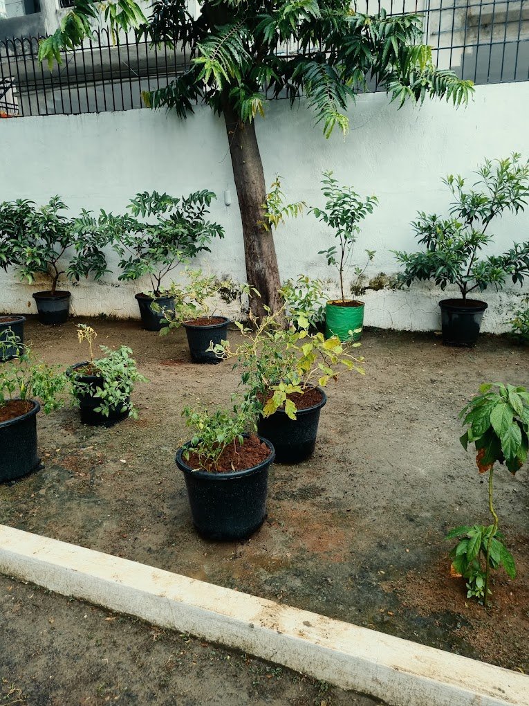 Chennai Terrace – Gardener online in Chennai, Tamil Nadu