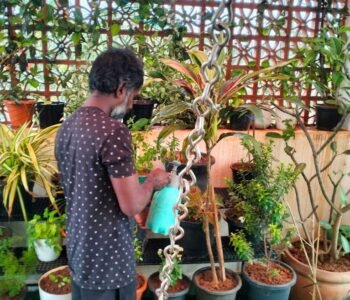 Chennai Terrace - Gardener online in Chennai, Tamil Nadu Chennai Terrace - Gardener online in Chennai, Tamil Nadu