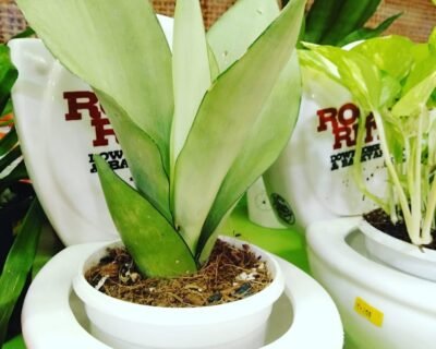 Coral Homes – Artificial plants, Garden service, Plant Nursery, Landscape Designer – Online Gardeners in Kochi, Kerala