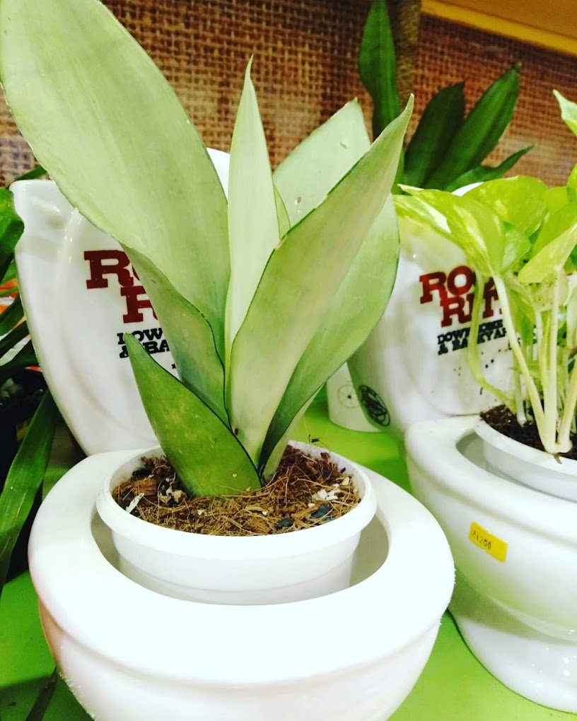 Coral Homes – Artificial plants, Garden service, Plant Nursery, Landscape Designer – Online Gardeners in Kochi, Kerala