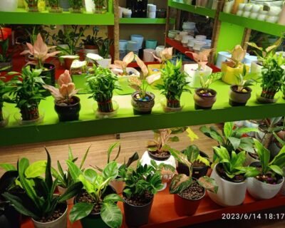 Coral Homes – Artificial plants, Garden service, Plant Nursery, Landscape Designer – Online Gardeners in Kochi, Kerala