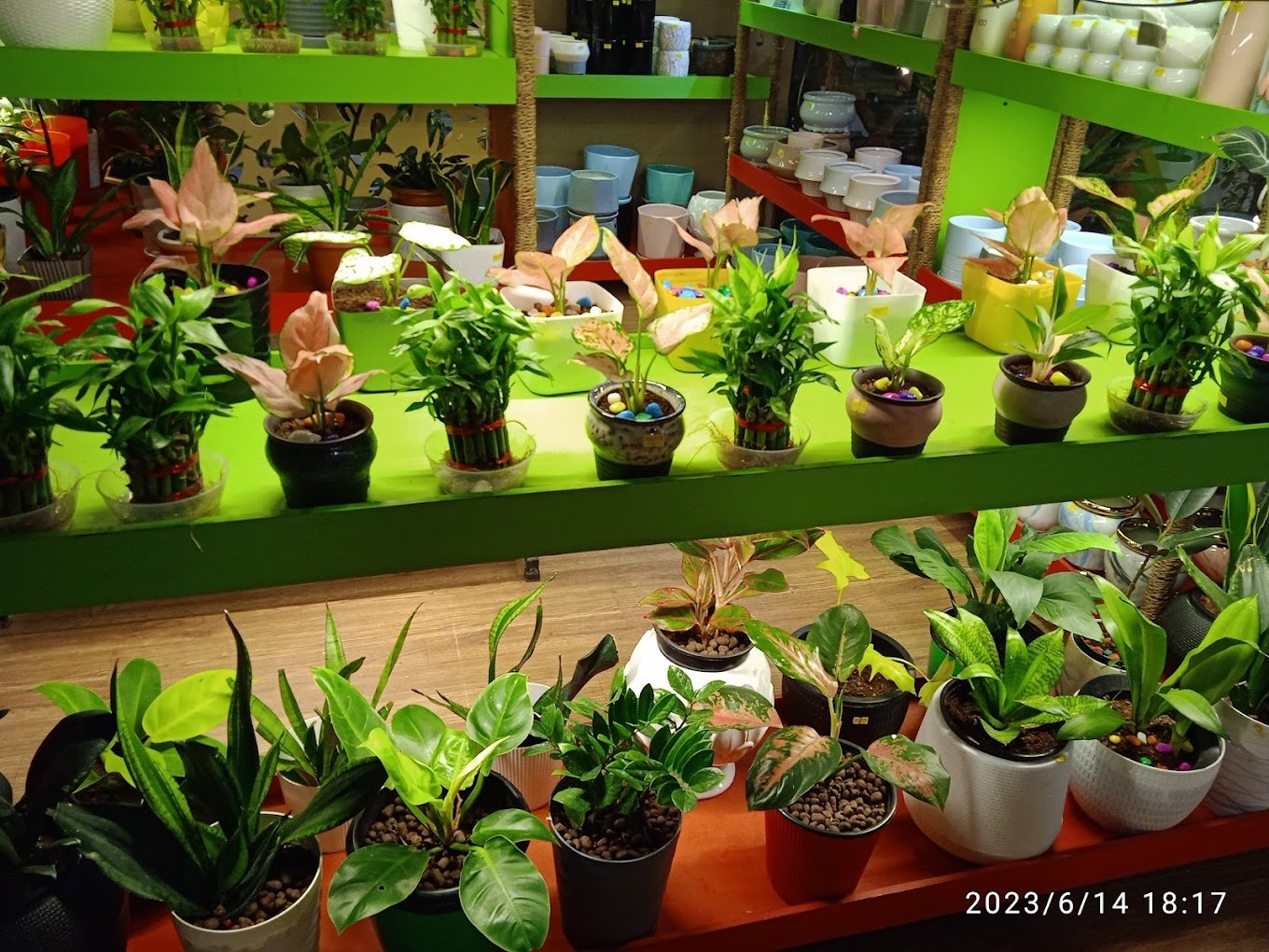 Coral Homes – Artificial plants, Garden service, Plant Nursery, Landscape Designer – Online Gardeners in Kochi, Kerala