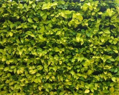 Coral Homes – Artificial plants, Garden service, Plant Nursery, Landscape Designer – Online Gardeners in Kochi, Kerala