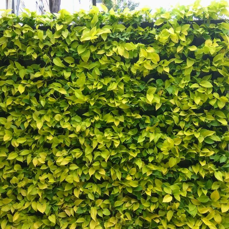 Coral Homes – Artificial plants, Garden service, Plant Nursery, Landscape Designer – Online Gardeners in Kochi, Kerala