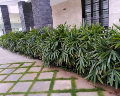 Daksha – Online Gardeners in Coimbatore, Tamil Nadu