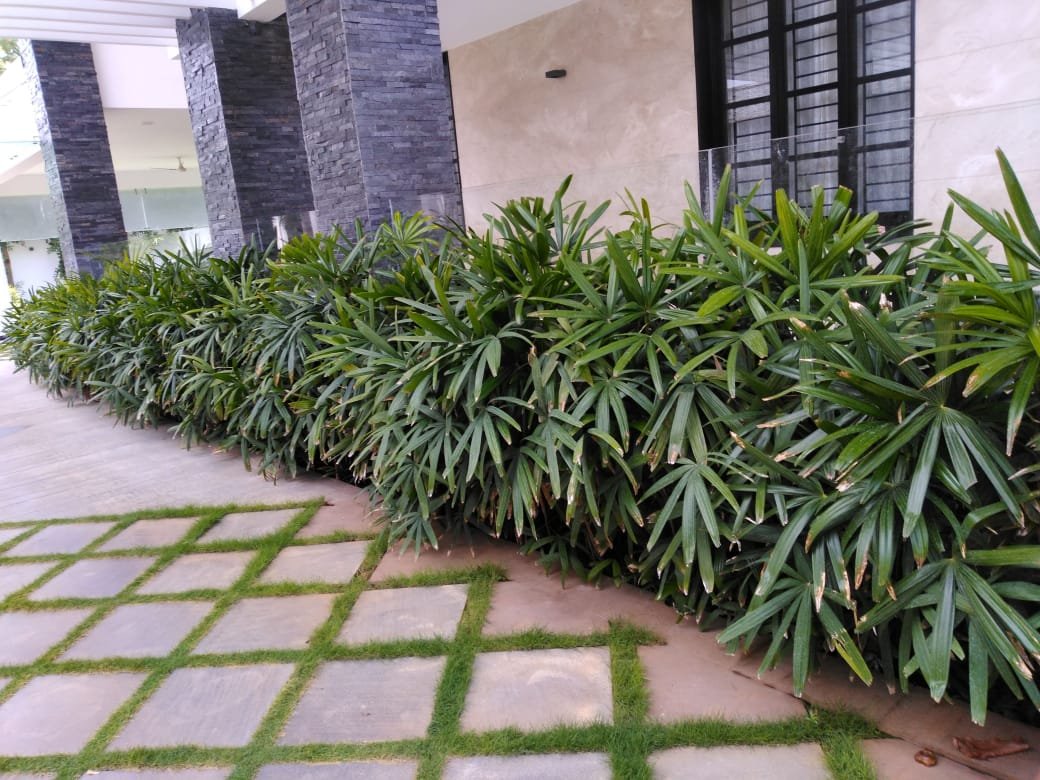 Daksha – Online Gardeners in Coimbatore, Tamil Nadu