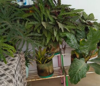 Daksha - Online Gardeners in Coimbatore, Tamil Nadu