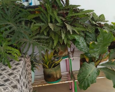 Daksha-Online-Gardeners-in-Coimbatore-Tamil-Nadu-laber-4