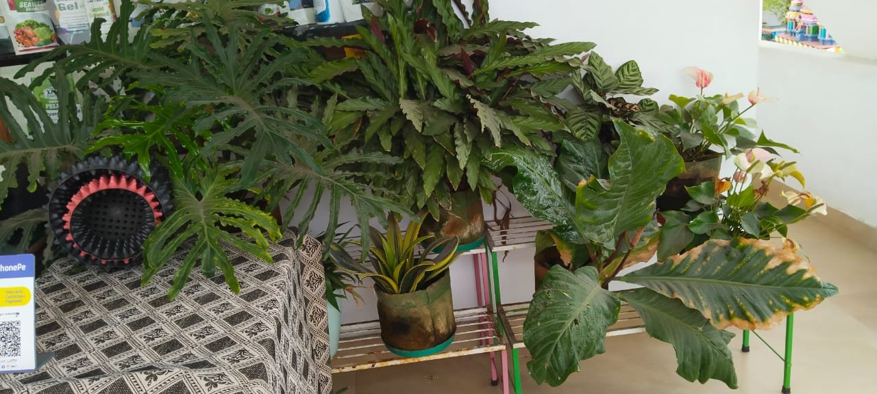 Daksha – Online Gardeners in Coimbatore, Tamil Nadu