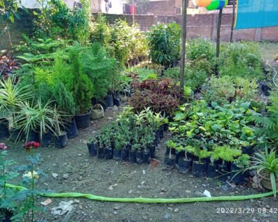 Deep Nursery – Online Gardeners in Nagpur, Maharashtra