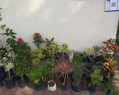 Deep Nursery – Online Gardeners in Nagpur, Maharashtra