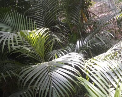 Garden Care – Garden service, Plant Nursery, Landscape Designer – Online Gardeners in Lucknow