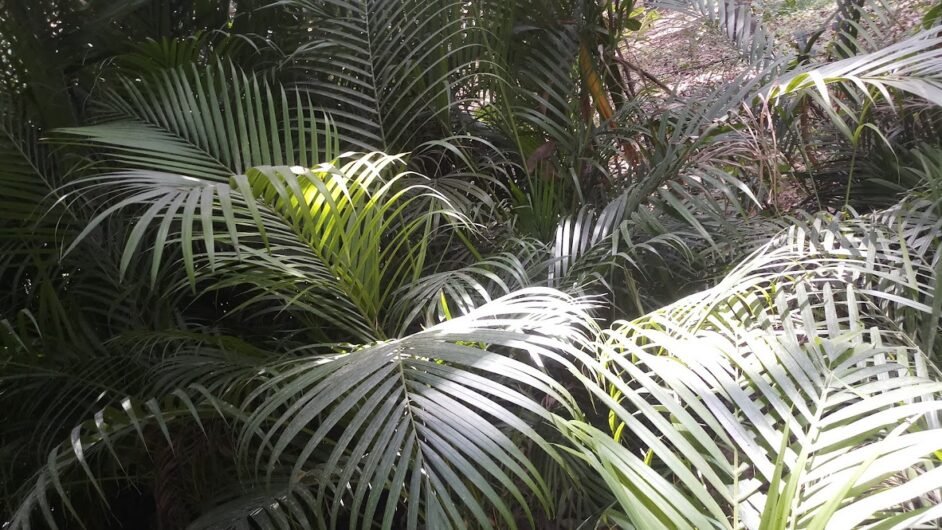Garden Care – Garden service, Plant Nursery, Landscape Designer –  Online Gardeners in Lucknow