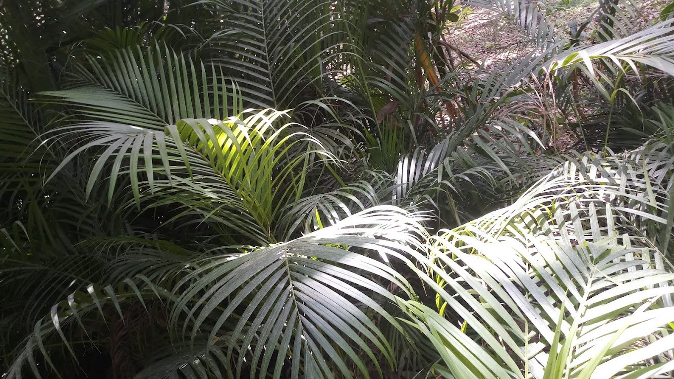 Garden Care – Garden service, Plant Nursery, Landscape Designer – Online Gardeners in Lucknow