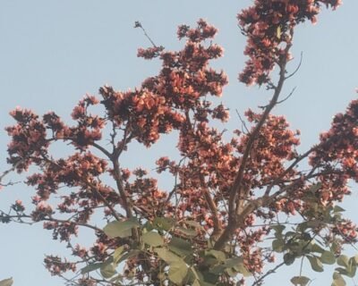 Garden Care – Garden service, Plant Nursery, Landscape Designer – Online Gardeners in Lucknow