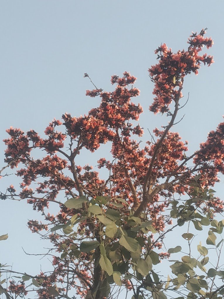 Garden Care – Garden service, Plant Nursery, Landscape Designer – Online Gardeners in Lucknow