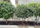 Garden Care – Garden service, Plant Nursery, Landscape Designer –  Online Gardeners in Lucknow