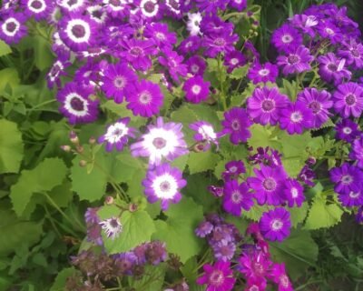 Garden Care – Garden service, Plant Nursery, Landscape Designer – Online Gardeners in Lucknow