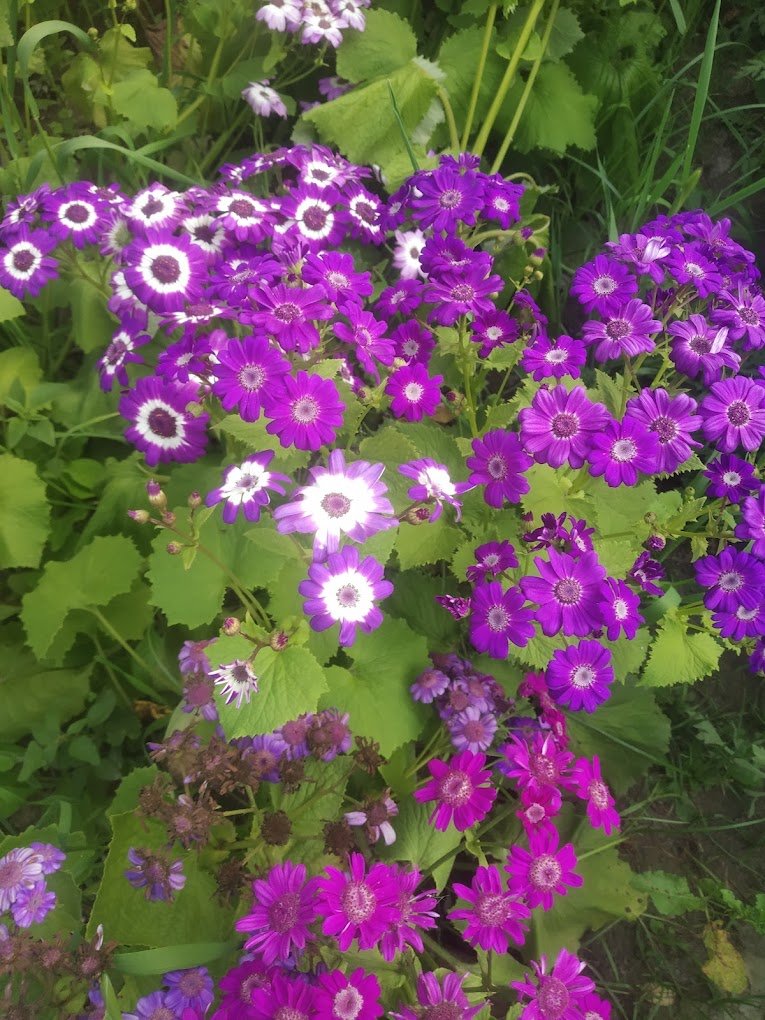 Garden Care – Garden service, Plant Nursery, Landscape Designer – Online Gardeners in Lucknow