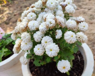 Gardening Villa – Plant Nursery, Online Gardeners in Fatehabad, Haryana