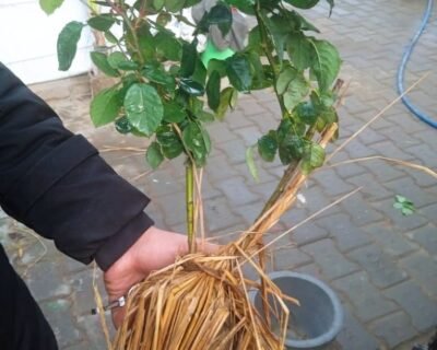 Gardening Villa – Plant Nursery, Online Gardeners in Fatehabad, Haryana