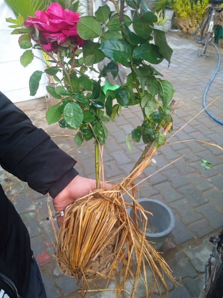 Gardening Villa – Plant Nursery, Online Gardeners in Fatehabad, Haryana