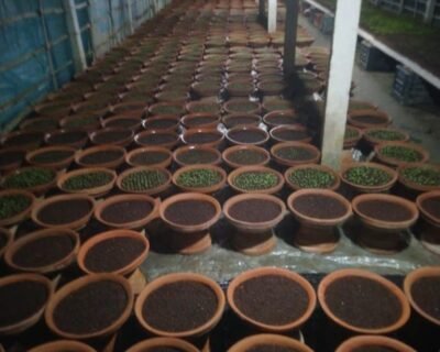 Gardening Villa – Plant Nursery, Online Gardeners in Fatehabad, Haryana