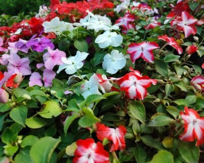 Gardening-Villa-Plant-Nursery-Online-Gardeners-in-Fatehabad-Haryana-laber