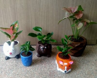 Green-Boat-Online-Gardeners-in-New-Delhi-Delhi-laber