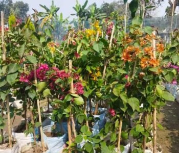 Green Foresto - Online Gardeners in Gurgaon, Haryana