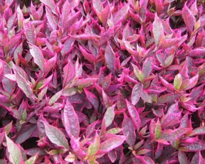 Greenjhola-Plant-Nursery-Garden-Developer-Service-Online-Gardeners-in-Muzaffarpur-Bihar-1