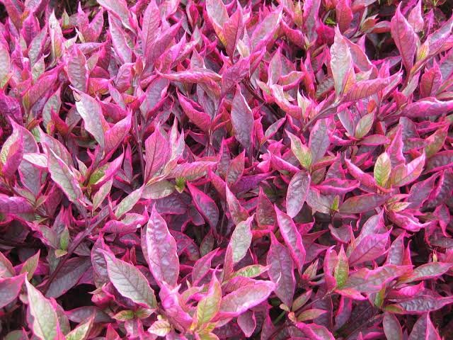 Greenjhola Plant Nursery, Garden Developer Service, – Online Gardeners in Muzaffarpur, Bihar