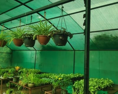Greenspace Gardening Services – Online Gardeners in Pune, Maharashtra
