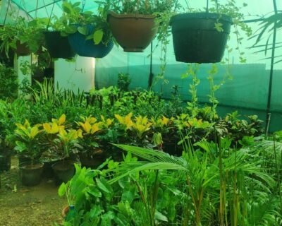 Greenspace Gardening Services – Online Gardeners in Pune, Maharashtra