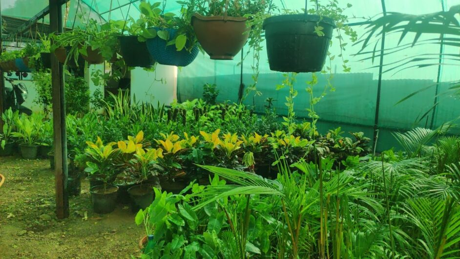 Greenspace Gardening Services – Online Gardeners in Pune, Maharashtra