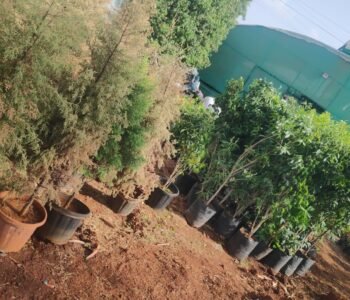 Greenspace Gardening Services - Online Gardeners in Pune, Maharashtra