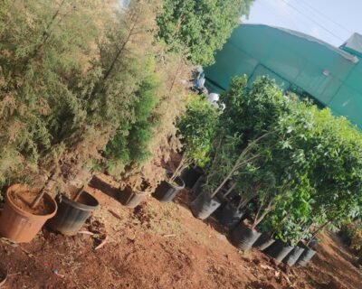 Greenspace Gardening Services – Online Gardeners in Pune, Maharashtra