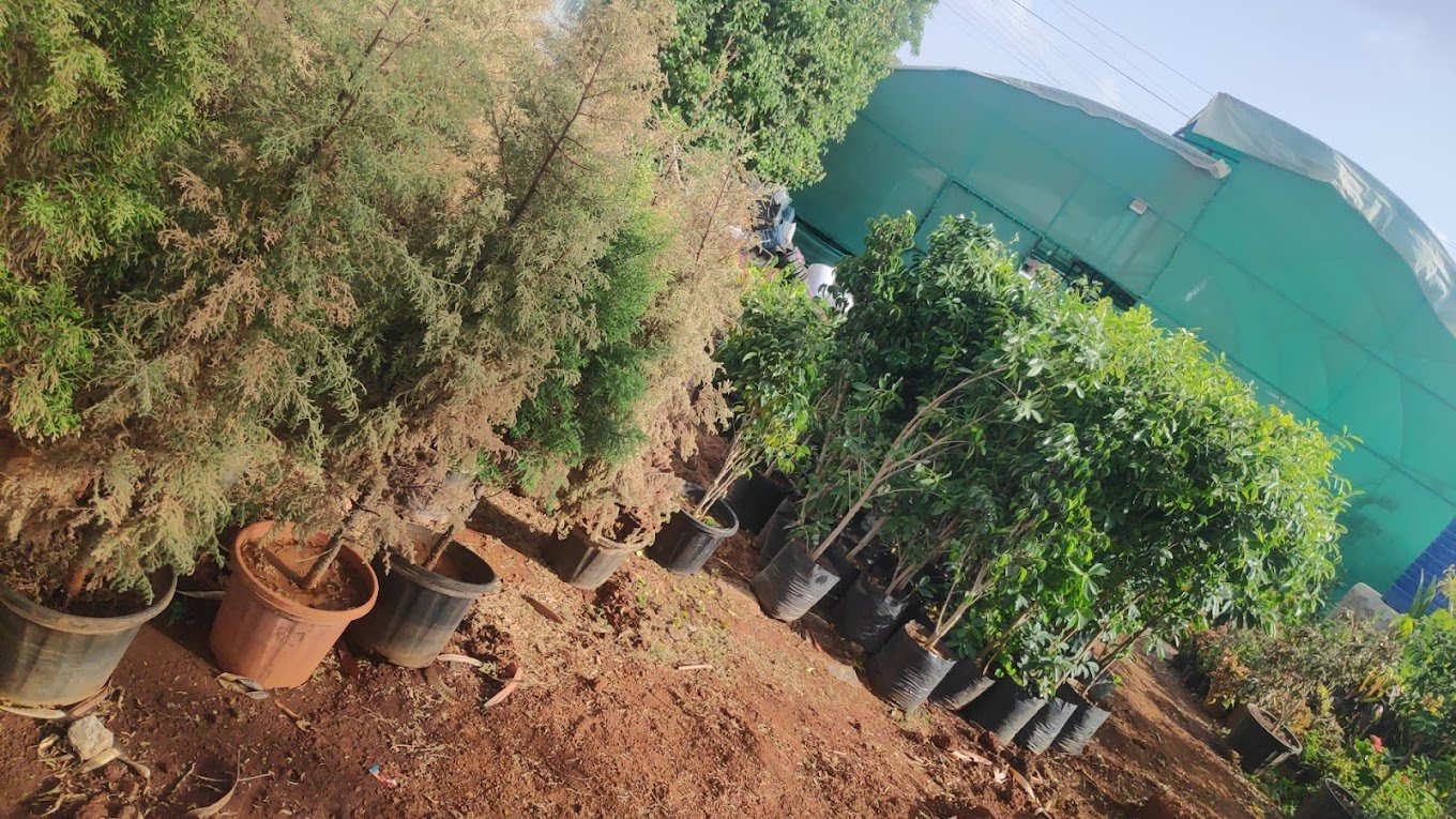 Greenspace Gardening Services – Online Gardeners in Pune, Maharashtra