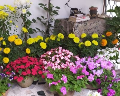 Haris-Online-Gardeners-in-Kolkata-West-Bengal-laber.in-7