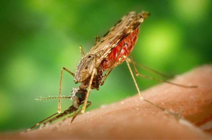 Kastbhanjan – Pest Control for Residential & Commercial, Best Pest Control Service in Surat, Gujarat