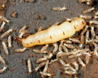 Maruti-Pest-Control-for-Residential-Commercial-Best-Pest-Control-Service-in-New-Delhi-Delhi-12